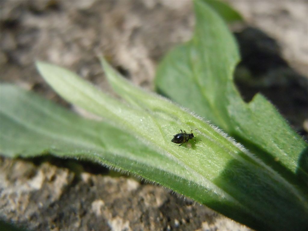 Neanide? No, adulto di Brachycaudus sp.